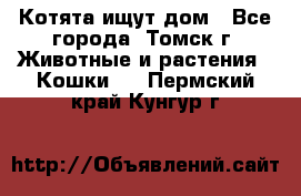 Котята ищут дом - Все города, Томск г. Животные и растения » Кошки   . Пермский край,Кунгур г.